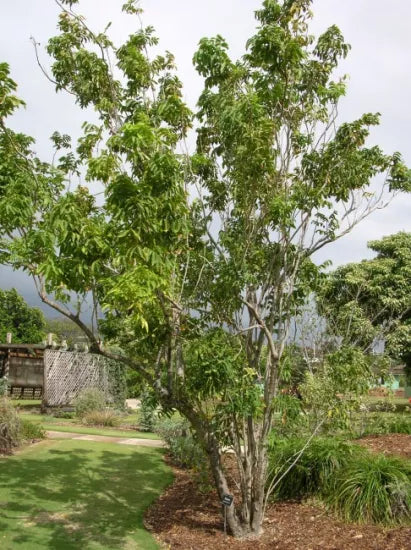 Arbre à noix de lavage / sapindus mukurossi