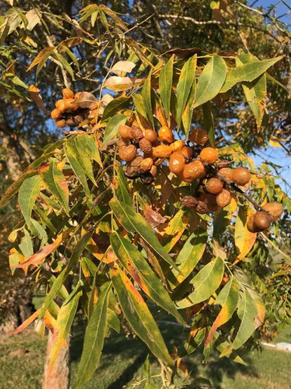 Arbre à noix de lavage / sapindus mukurossi