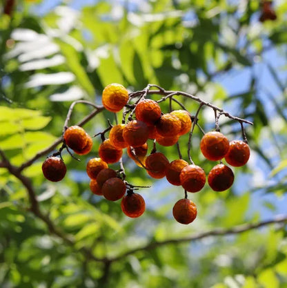 Arbre à noix de lavage / sapindus mukurossi