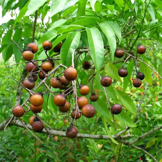Arbre à noix de lavage / sapindus mukurossi