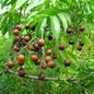 Arbre à noix de lavage / sapindus mukurossi