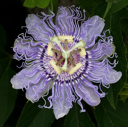 Passiflore incarnata
