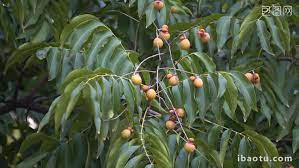Arbre à noix de lavage / sapindus mukurossi