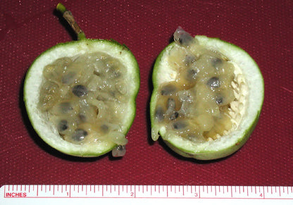 Passiflore incarnata