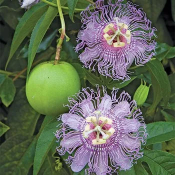 Passiflore incarnata