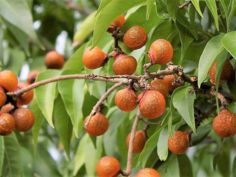 Arbre à noix de lavage / sapindus mukurossi